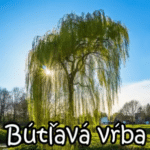 Bútľavá vŕba 121 (Slovenská púť srdca) repríza