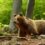 Po napadnutí medveďom na Poľane utrpeli zranenia dve osoby.